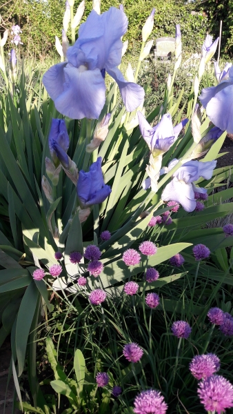 1 Beeches Farm Cottages